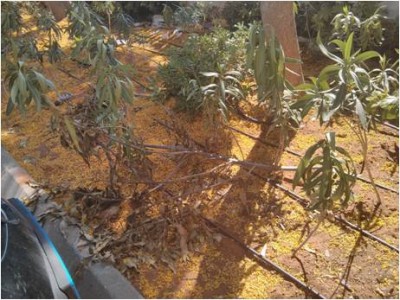 וזה עץ רעיל.jpg