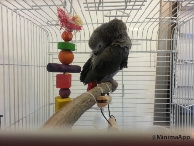 ג׳וי מורטת????