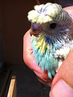 IMG_2747 (Large).JPG