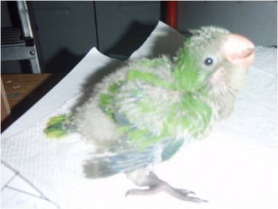 היום בן כ- 40 ימים