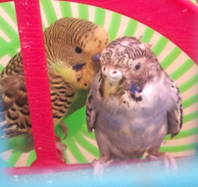 התכלת - זכר או נקבה ?