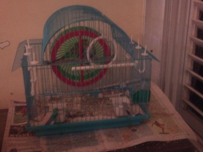 הכלוב ללא תא הטלה