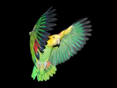 דאבל ילו הד.JPG