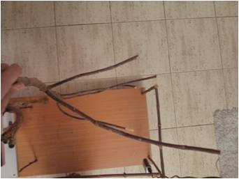 עוד תמונה של הענף