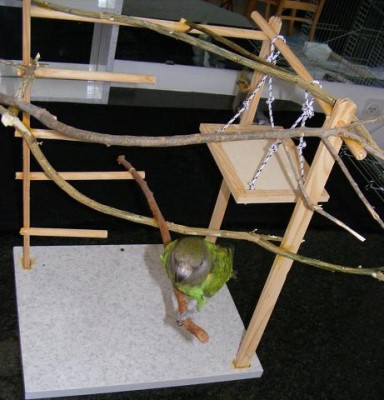 מגרש משחקים לתוכי