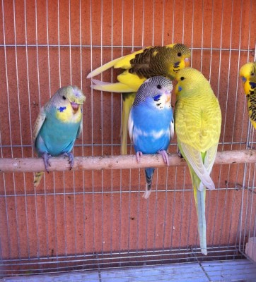 IMG_2849 (Medium).JPG