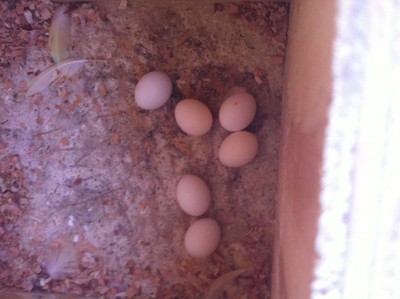 IMG_2870 (Medium).JPG