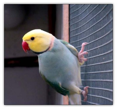 דררה צהוב פנים.jpg