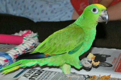 Panama Amazon papagaio