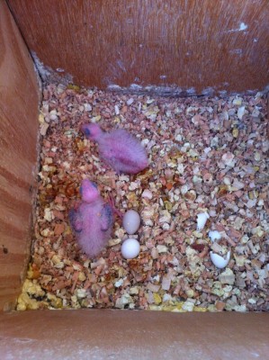 גוזלי וייט פייס