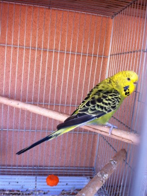 IMG_3083 (Medium).JPG