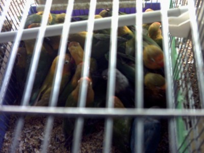 60 ציפורי אהבה מעולפים בכלוב צפוף.JPG