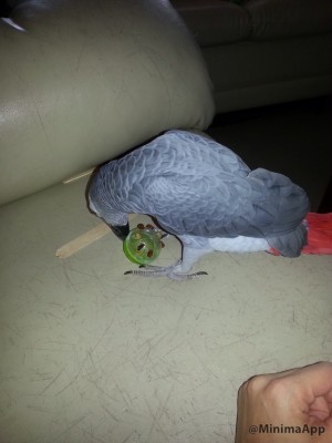 לא רע, לא רע.... מה זה פה? צימוקים??? אני אוהבת צימוקים!!!!!