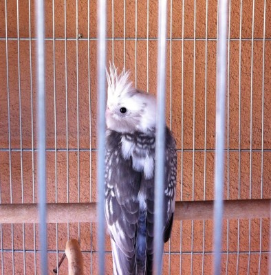 IMG_3188 (Large).JPG