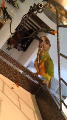 הארמון של גריי5.PNG