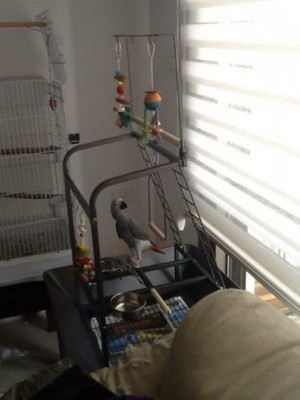 מחפשת דרך לחזור לכלוב.jpg