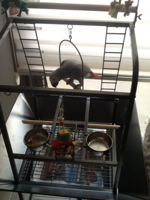 אמאאאאא.... תורידי אותי!!! זה מתנדנד!!!!!.jpg