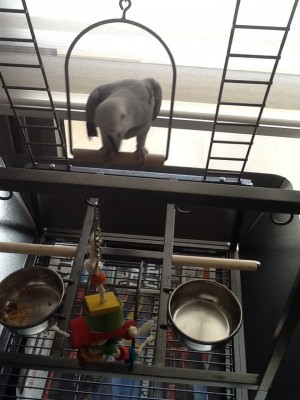 אני עוד אתרגל לזה......jpg