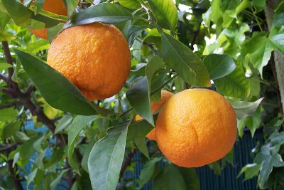 800px-Citrus_aurantium.jpg