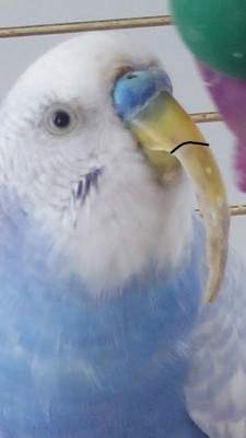 מקור ארוך 1.jpg