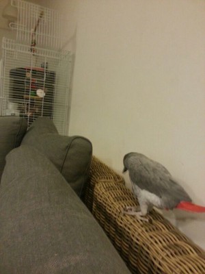 ועכשיו אני חוזרת לי לכלוב....