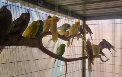 Photo011 (Large).jpg