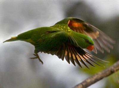 סקאלי ברסטד.JPG