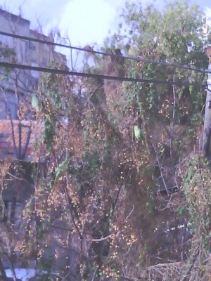 הנה הדררות אוכלות מהעץ