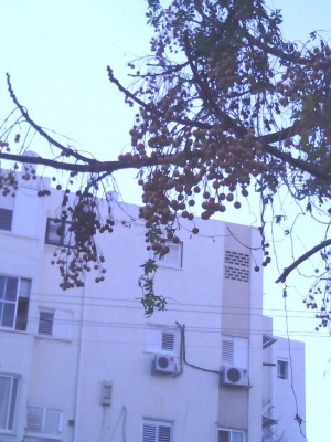 הנה יש פירות כאלה