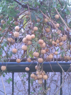 הפירות מקרוב