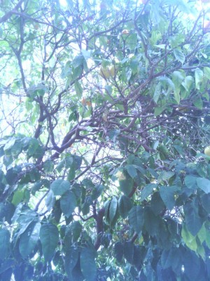 יש ליד עץ אשכוליות