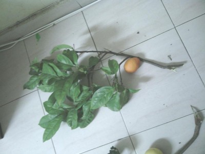 הענף של התפוז