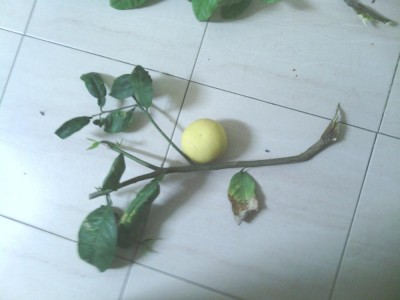 הענף של האשכולית