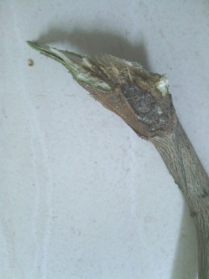 ה "בעיה" בקצה של הענף