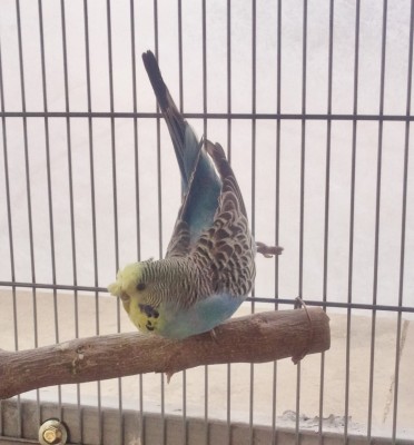 חצי אנגלי עם כתר מלא