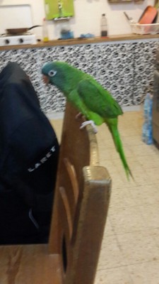 קוניור ראש כחול