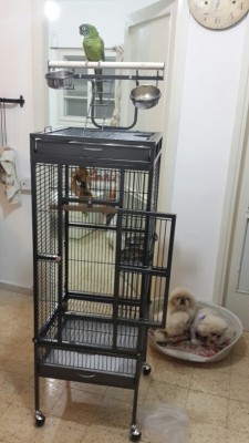 הכלוב עם התוכי