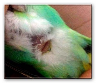 הנה הביב שלה ויש מעליו נפיחות