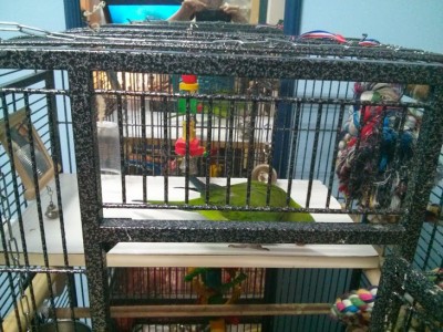 הפלטה הגדולה