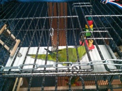 הפלטה הקטנה