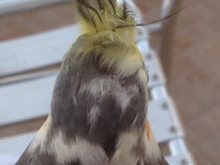 תמונה 2 (2).JPG