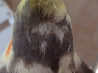 תמונה 1 (2).JPG