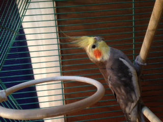 הלא האכלת יד