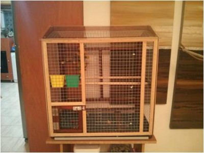 הכלוב בסיום