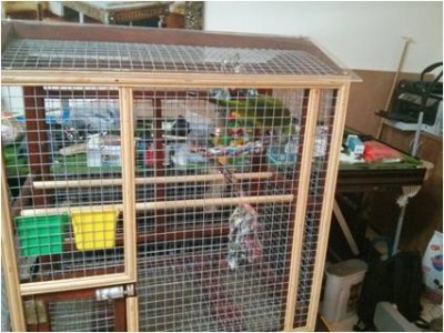 התוכי שלי בכלוב החדש