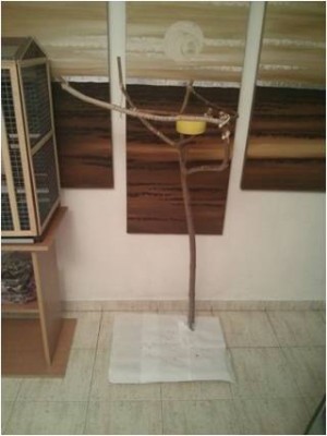 למי שתוהה מזה הענף בצד ימין בתמונה הראשונה, זה סטנד שהכנתי לו לא מזמן