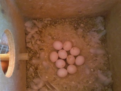 Photo019 (Large).jpg