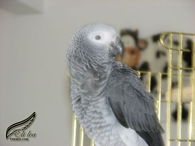 גוזל ג'אקו, בית הגידול של אלי לאה