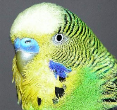 budgerigar-green-yellow-head.jpg