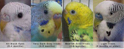 Wondering how old your little budgie is_2.jpg